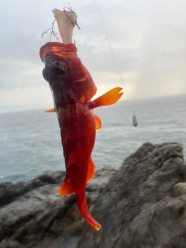 アカハタの釣果