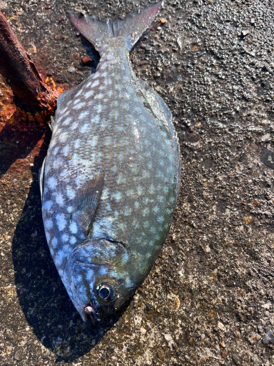 ミナミイスズミ