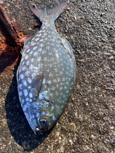 ミナミイスズミの釣果