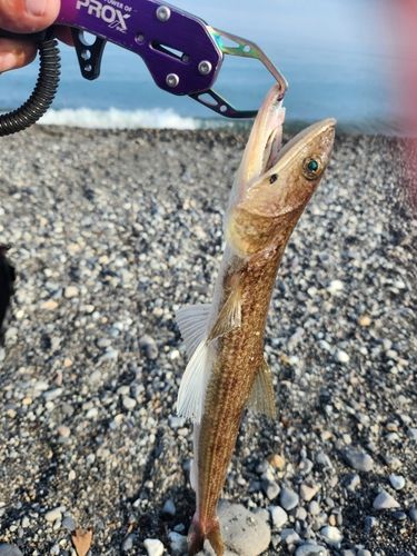 エソの釣果