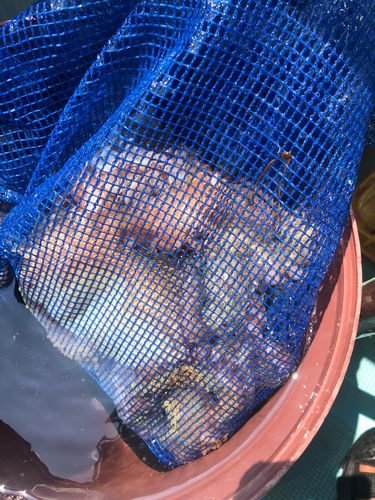 タコの釣果