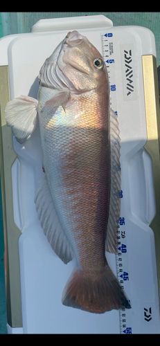 シロアマダイの釣果