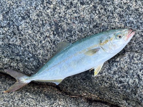ヤズの釣果
