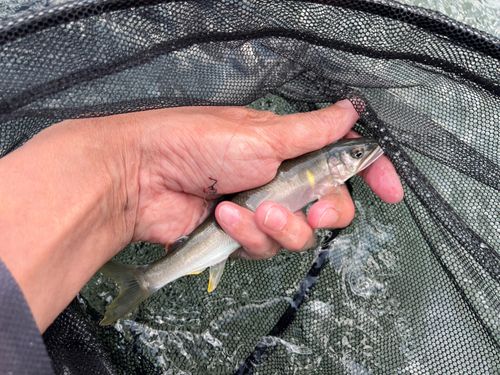 アユの釣果