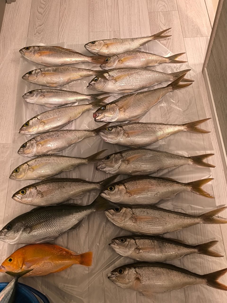 Guest51170623さんの釣果 1枚目の画像