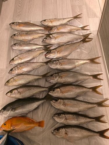 ヒメダイの釣果