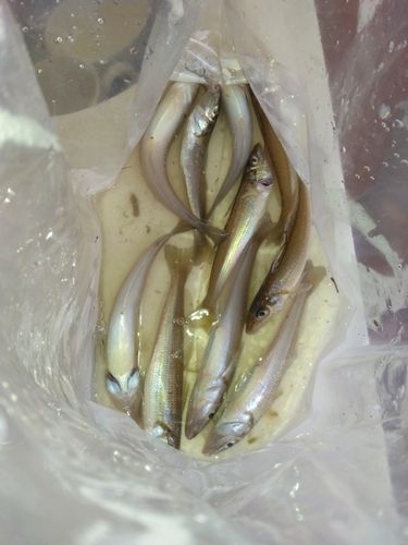 シロギスの釣果