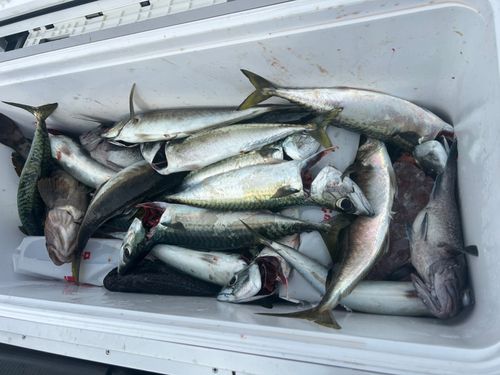 サバの釣果