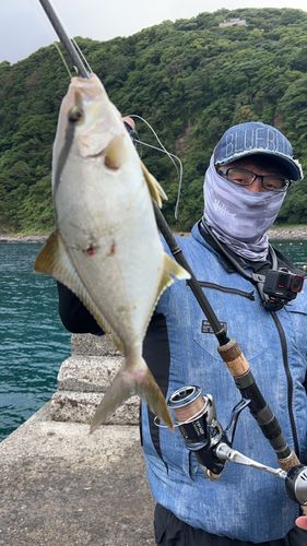 ショゴの釣果