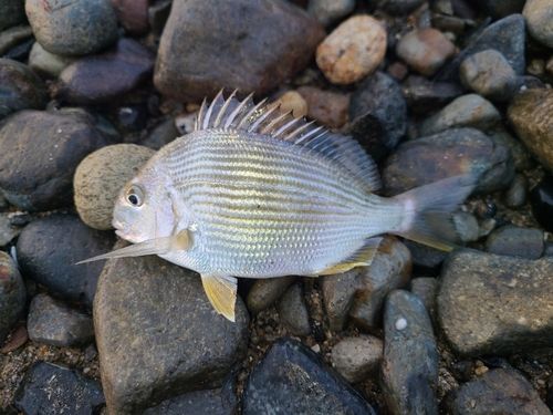 ヘダイの釣果