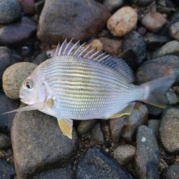 ヘダイ