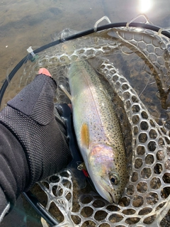 ニジマスの釣果
