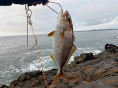ショゴの釣果