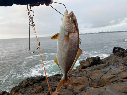 ショゴの釣果