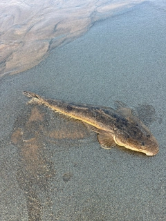 マゴチの釣果