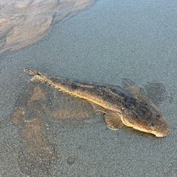 マゴチ