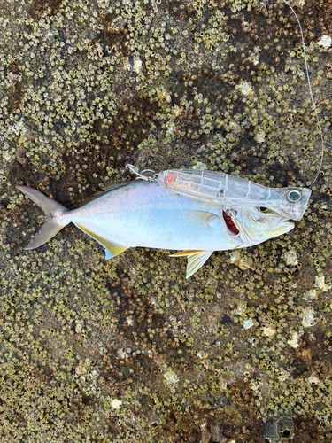 ネリゴの釣果