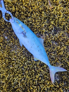 ワカシの釣果