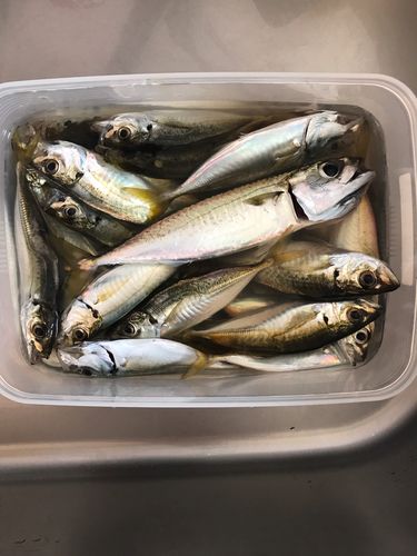 アジの釣果