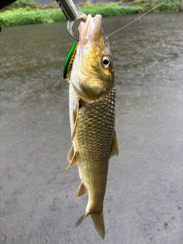 ニゴイの釣果