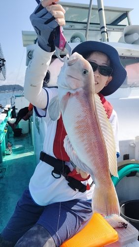 シロアマダイの釣果