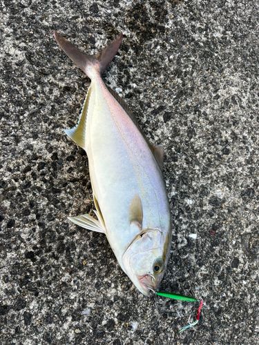 ネリゴの釣果