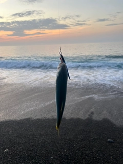ツバスの釣果