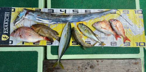 タチウオの釣果