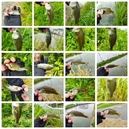 ラージマウスバスの釣果