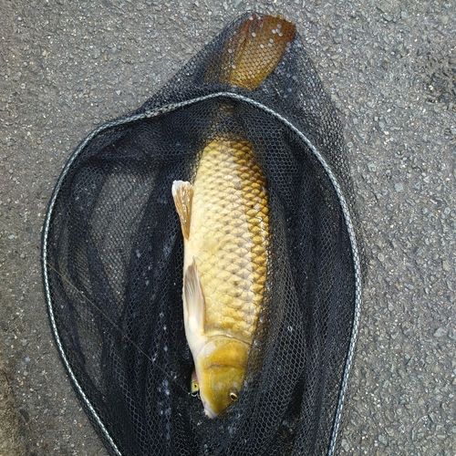 コイの釣果