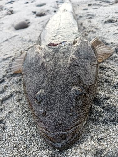 マゴチの釣果
