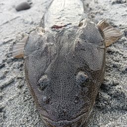 マゴチ