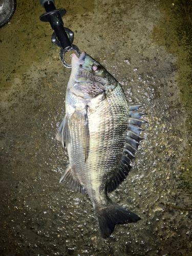 チヌの釣果