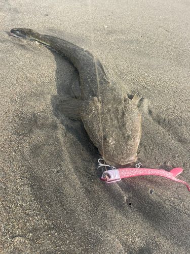 マゴチの釣果