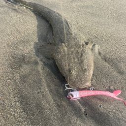 マゴチ