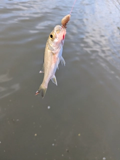 セイゴ(マルスズキ)の釣果