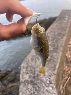 ショウサイフグの釣果