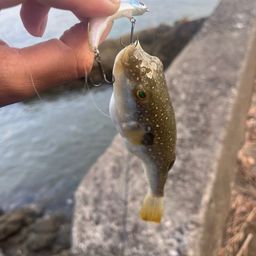 ショウサイフグ