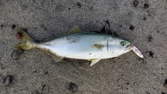 ワカシの釣果