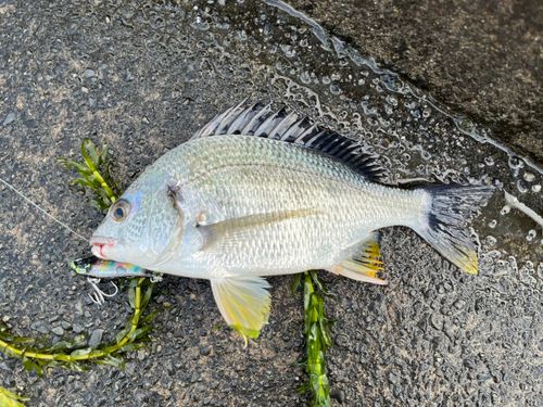 キビレの釣果