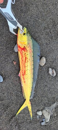 シイラの釣果