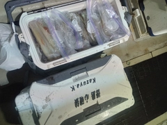 ケンサキイカの釣果