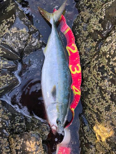 ワラサの釣果