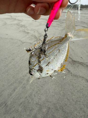 ヒイラギの釣果