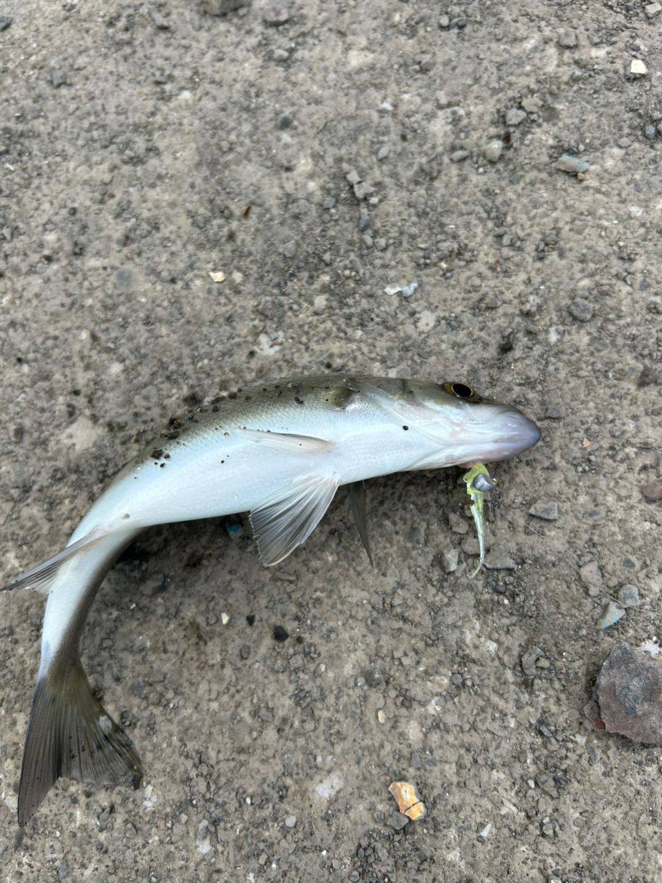 マゴチ