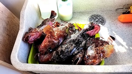 カサゴの釣果