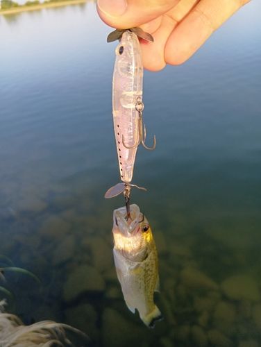 ブラックバスの釣果