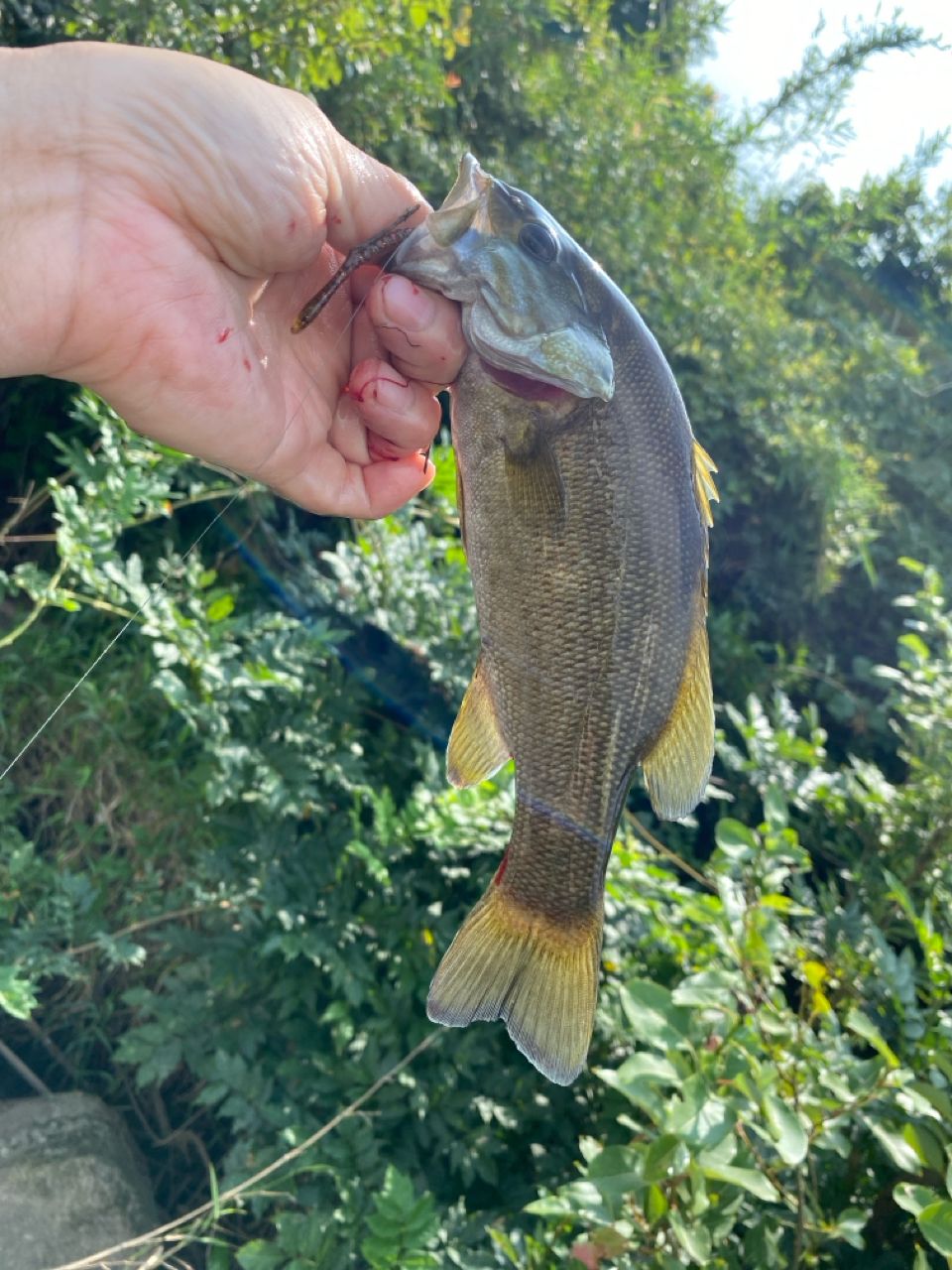 スモールマウスバス