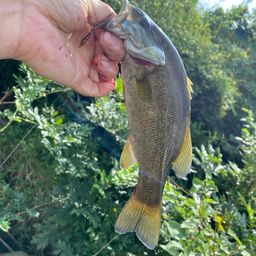 スモールマウスバス