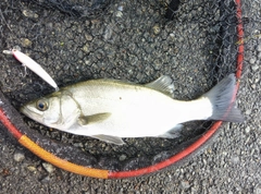 セイゴ（ヒラスズキ）の釣果